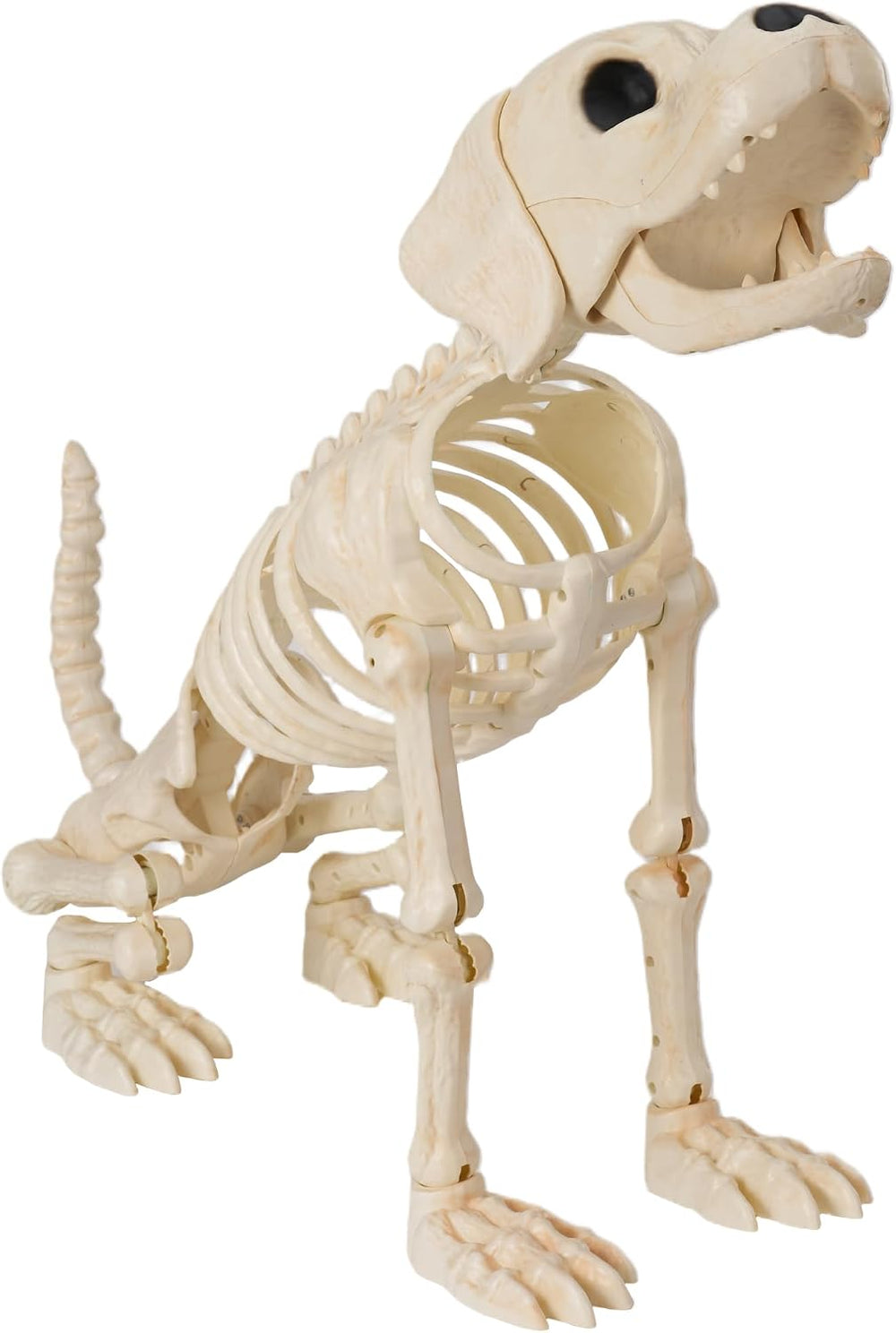 JOYIN Halloween Golden Retriever Skeleton 34” Animal Dog Plastic Skeleton wit...