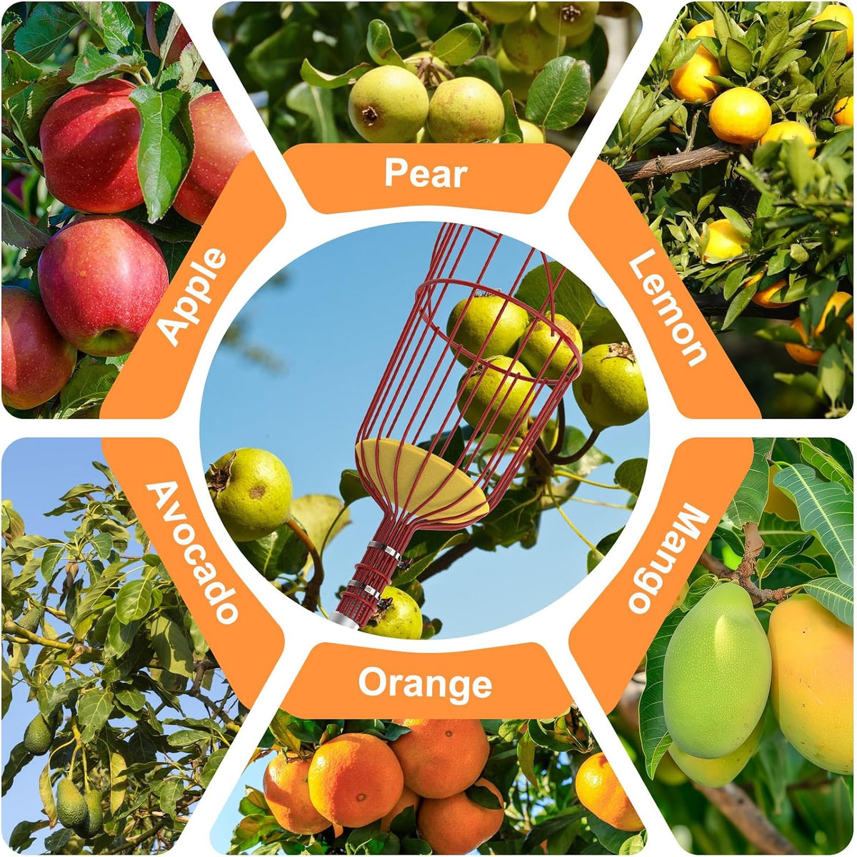 SISIUPASSIE 26FT Reach Fruit Picker, Apple Picker Pole with Basket Telescoping Tool for Apple Lemon Orange Mango Avocado Fruit Tree Picking